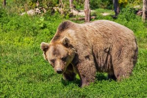 RO-ALERT și 112, în  ajutorul localnicilor amenințați de urși