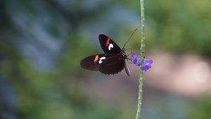 COMUNICAT DE PRESĂ: “Ziua Internațională a Biodiversității”