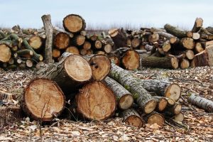 USR propune  înființarea unei ”DNA a pădurilor”, a tăierilor ilegale de păduri, a depozitărilor ilegale, traficului de deșeuri și nerespectării normelor anti-poluare