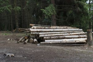 EXPORTUL de buștean, INTERZIS pe 10 ani