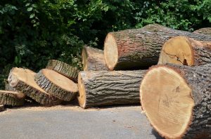 Proiect ce vizează diminuarea fenomenului infracţional în cazul tăierii pădurilor, adoptat de Senat