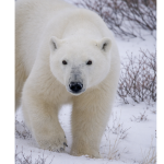 Polar bear in snowstorm gaze – Copy