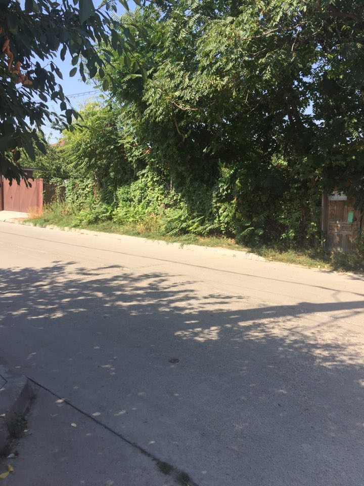 Buruienile, noile stăpâne ale orașului