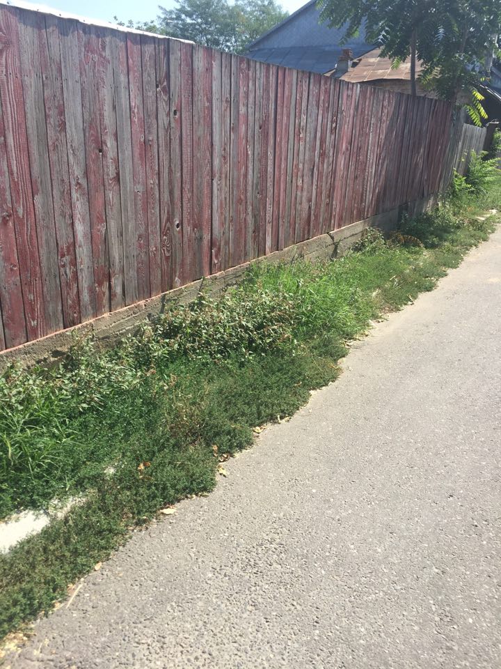 Buruienile, noile stăpâne ale orașului