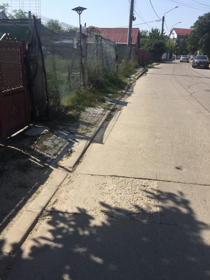 Buruienile, noile stăpâne ale orașului