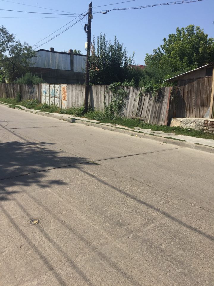 Buruienile, noile stăpâne ale orașului