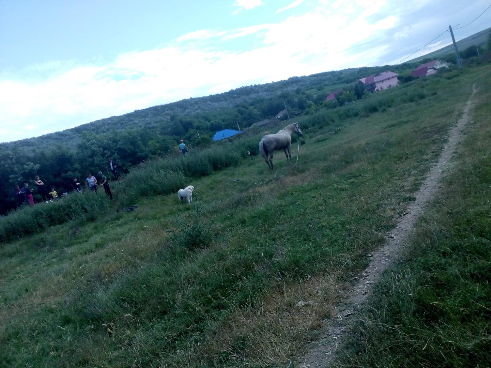 FOTO-VIDEO: Pompierii bârlădeni au salvat o cabalină