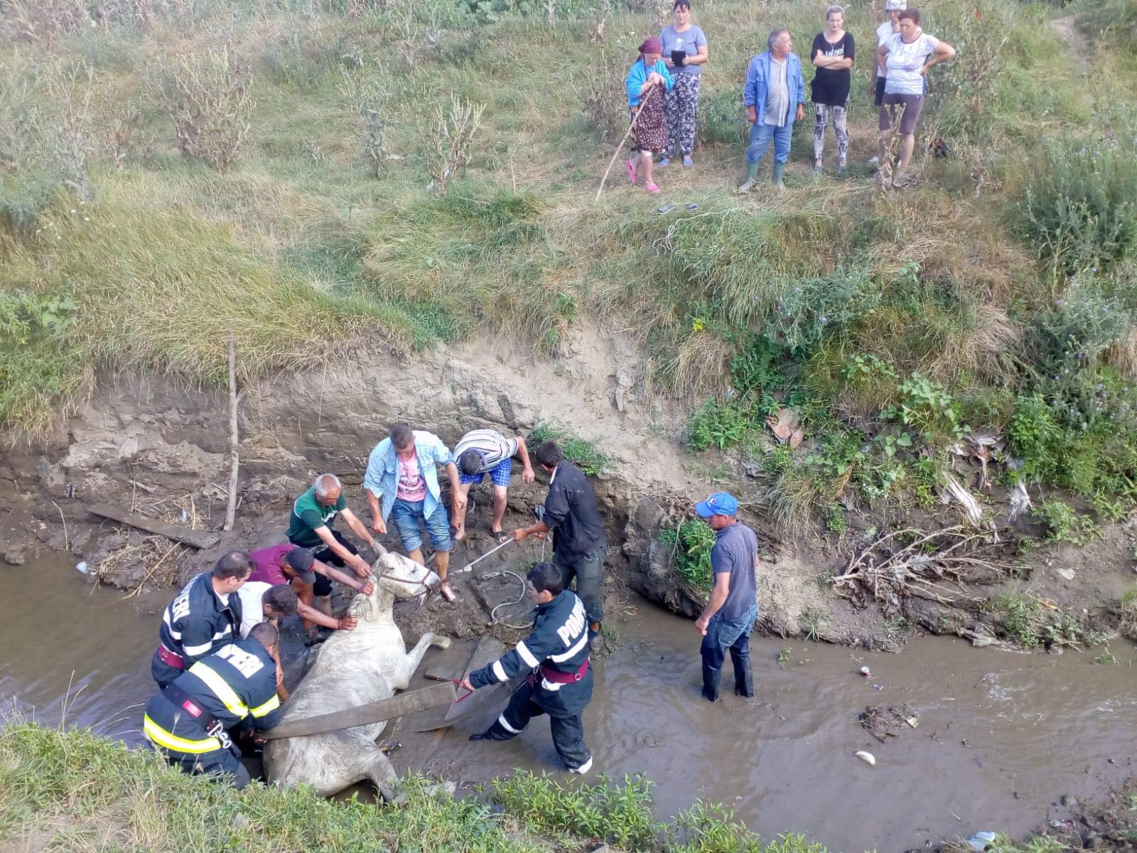 FOTO-VIDEO: Pompierii bârlădeni au salvat o cabalină