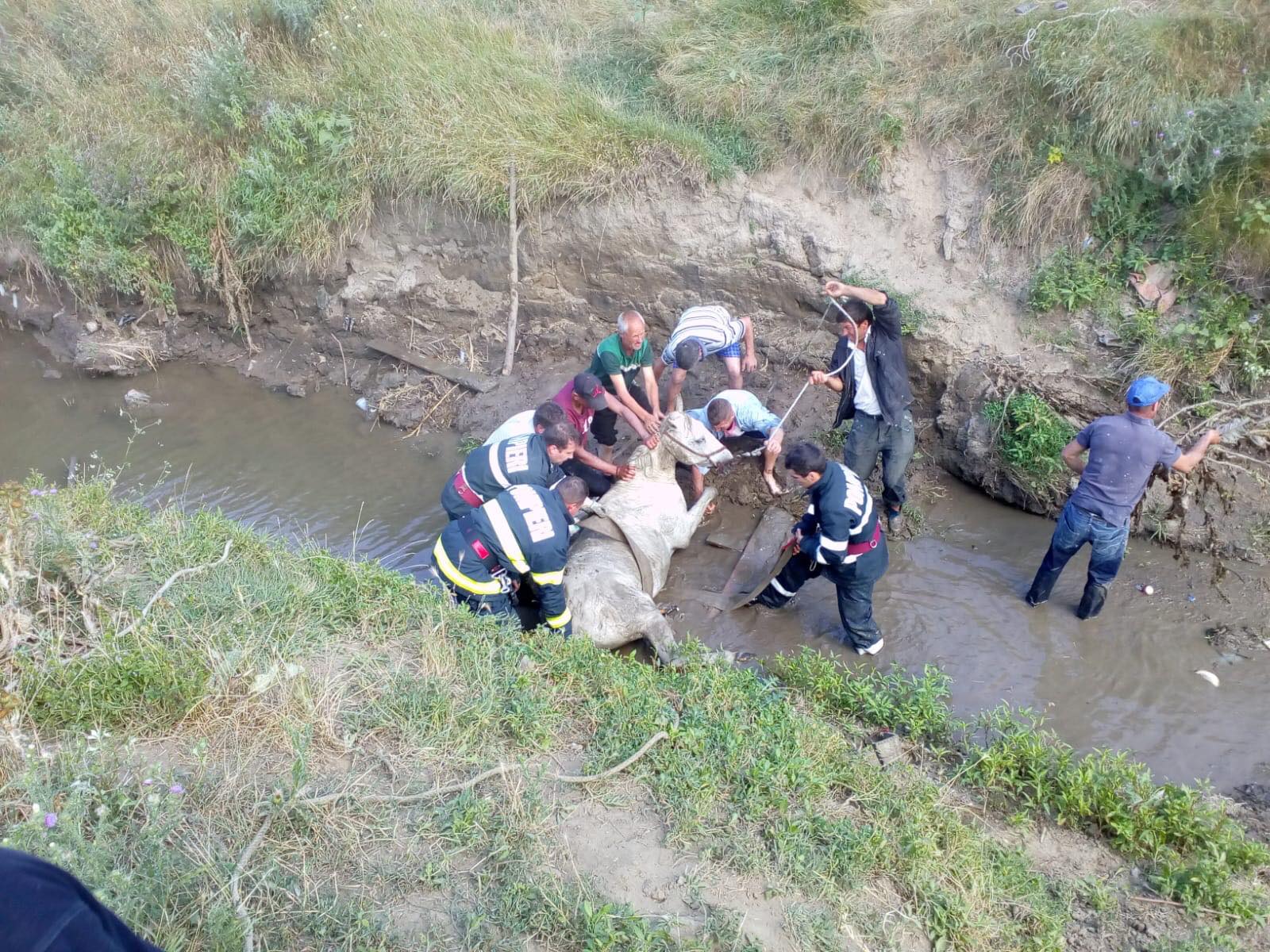 FOTO-VIDEO: Pompierii bârlădeni au salvat o cabalină