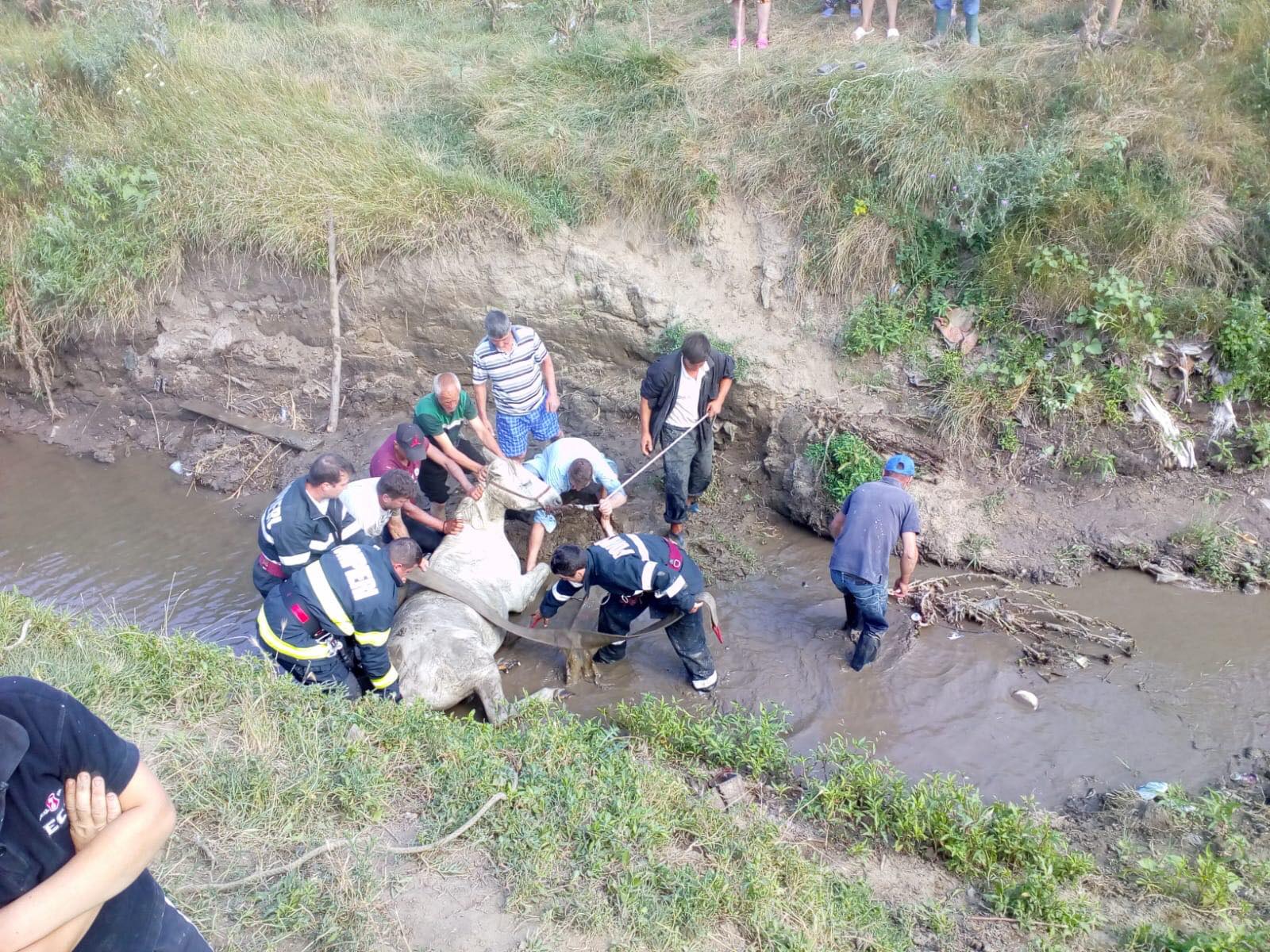 FOTO-VIDEO: Pompierii bârlădeni au salvat o cabalină
