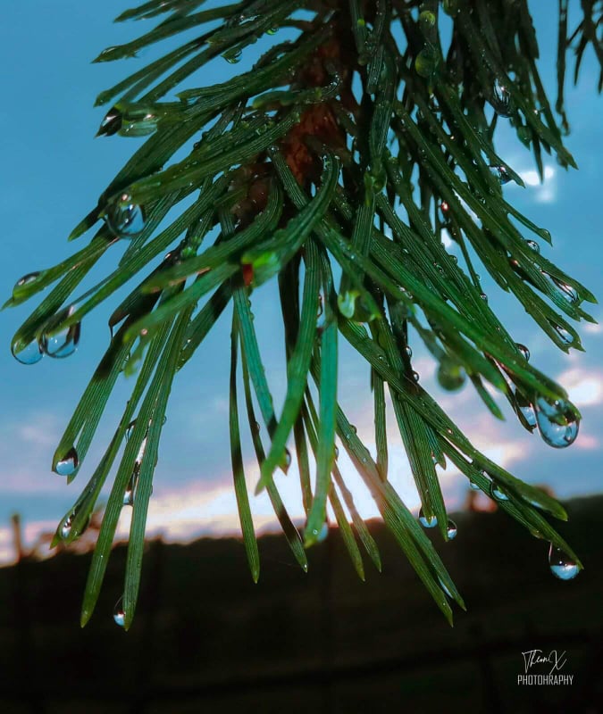 Fotografia, fereastră către sufletul artistului