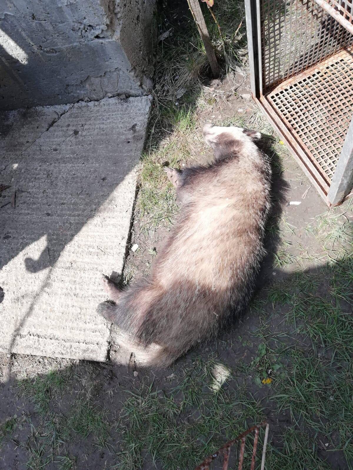 Misiune inedită pentru jandarmii vasluieni