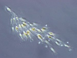 Ce sunt diatomeele?