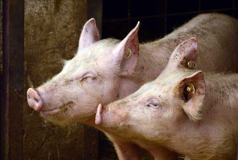 S-a decis! Ignatul vine mai repede pentru 2000 de porci