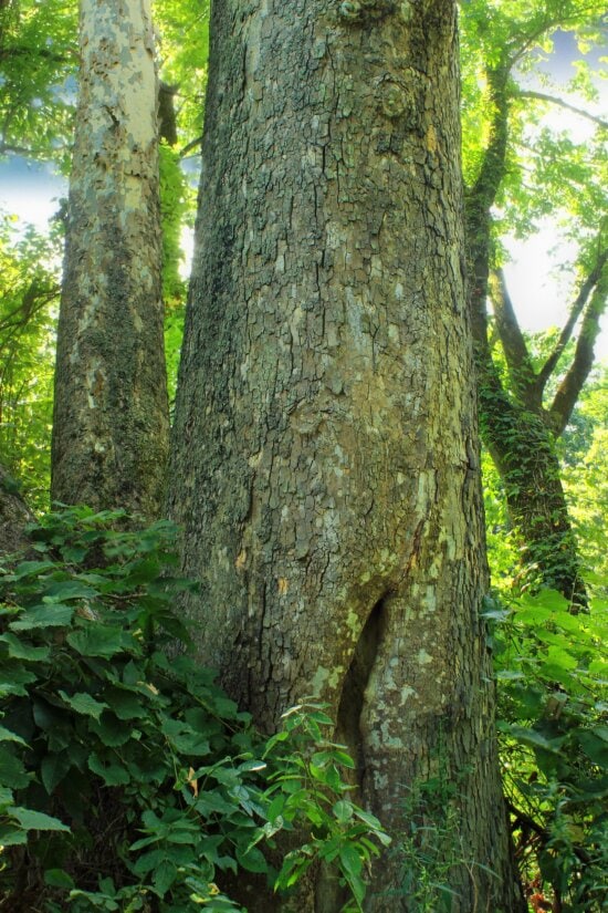 furt de arbori