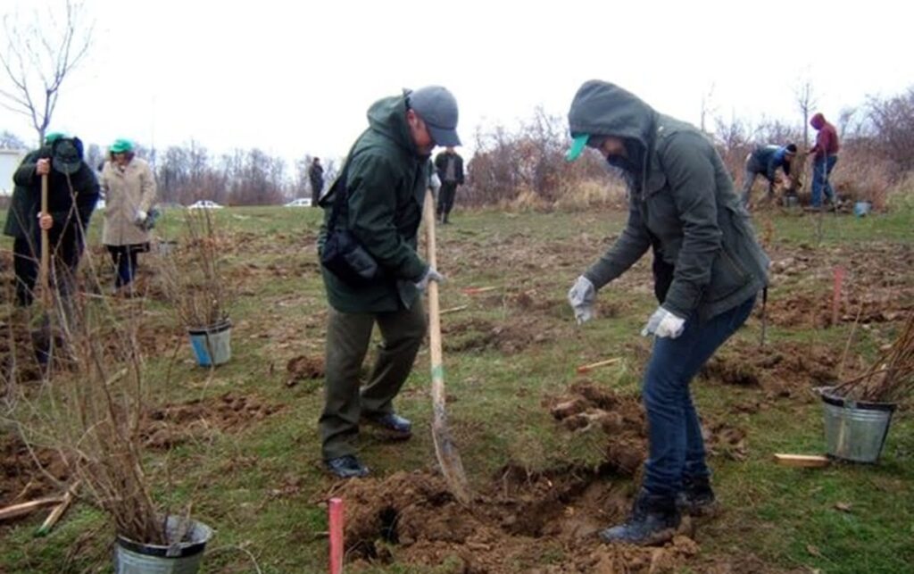  împădurire în lunca râului Prut