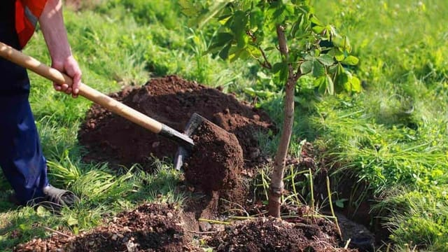 împădurire în lunca râului Prut