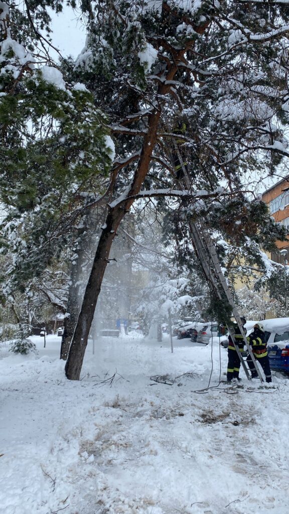 Pentru a evita tăierea arborilor sănătoşi, pompierii militari