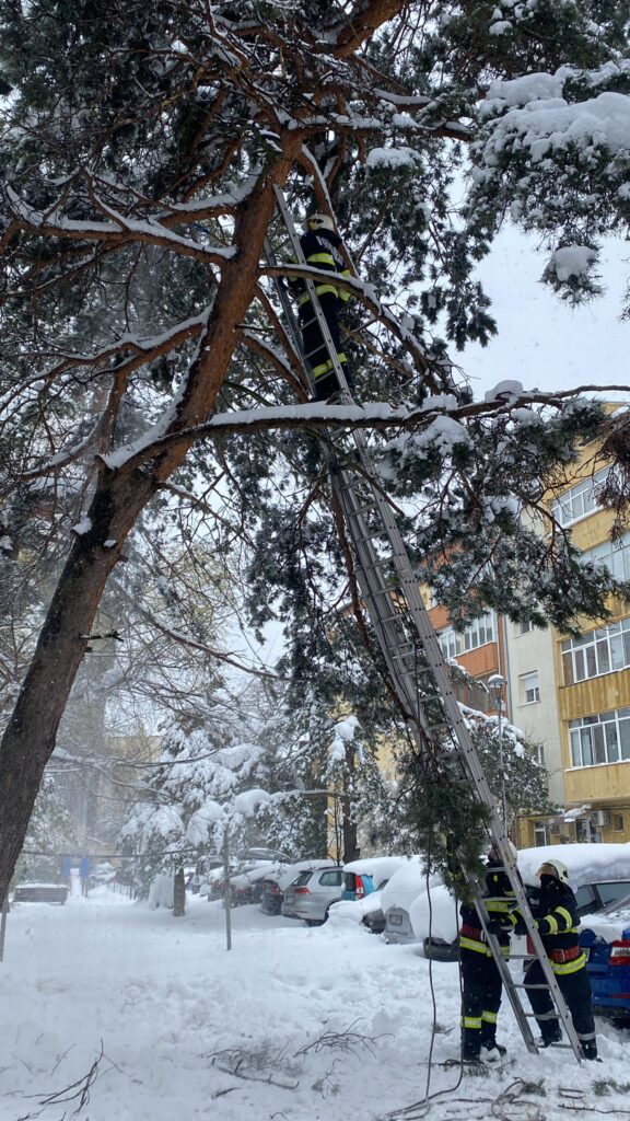 Pentru a evita tăierea arborilor sănătoşi, pompierii militari