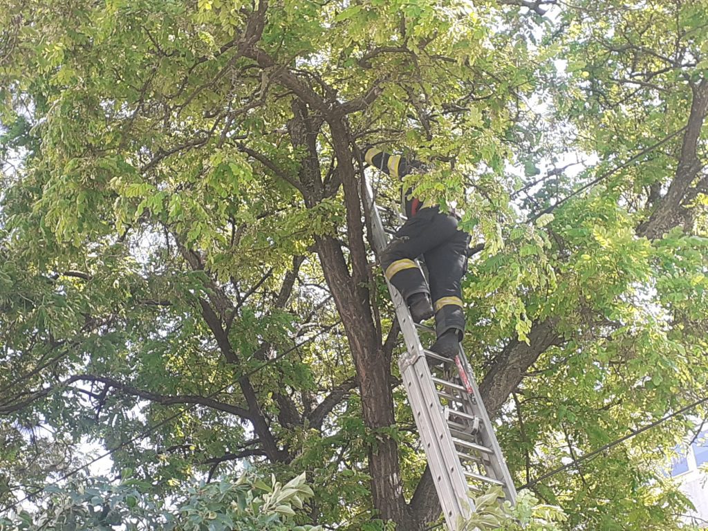 Prinderea unui șarpe urcat într-un arbore 