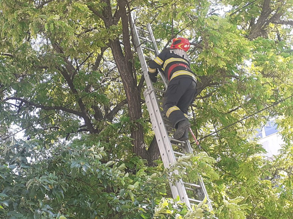 Prinderea unui șarpe urcat într-un arbore 