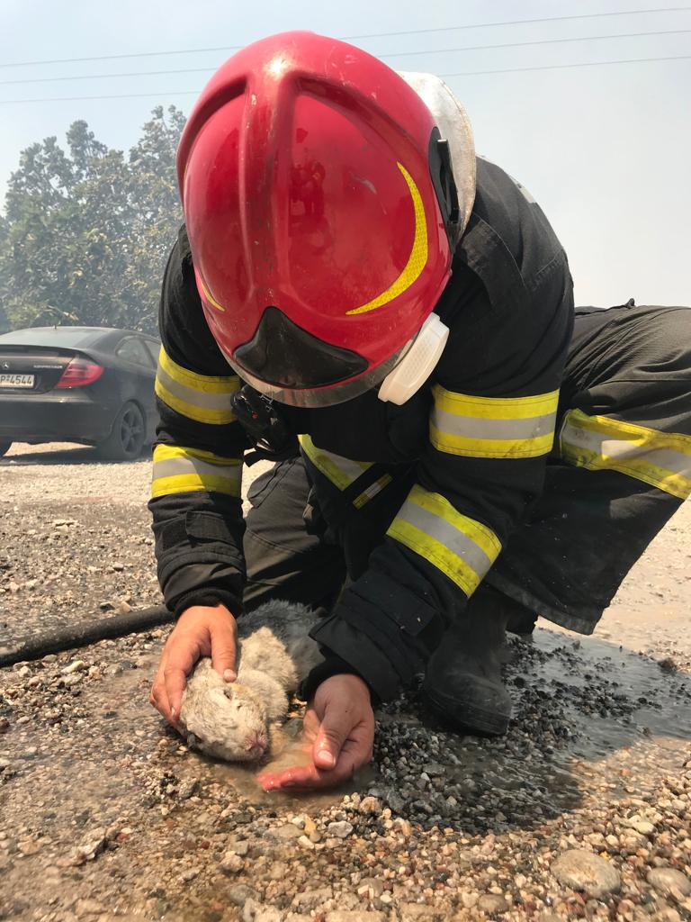 Pompierii români au început intervențiile în insula Rodos