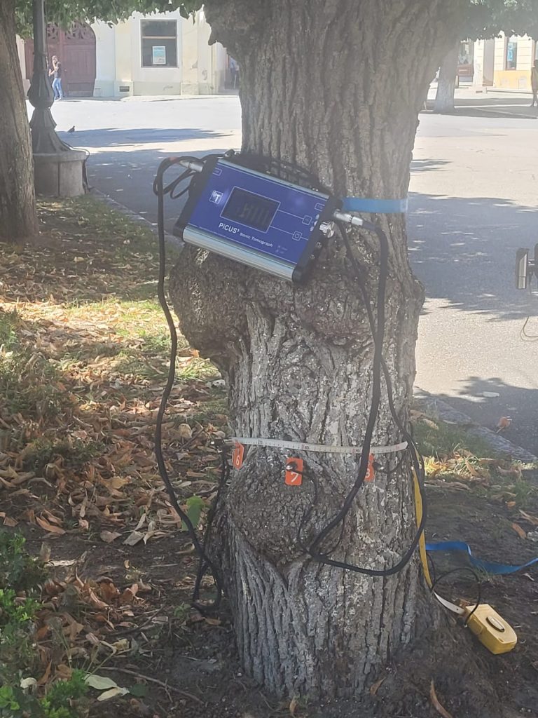 starea de sănătate a arborilor din Piața Regele Ferdinand I 