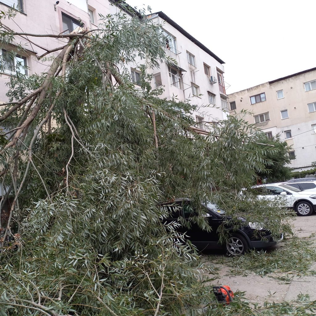 Un copac doborât de vânt a căzut peste două mașini, la Bârlad