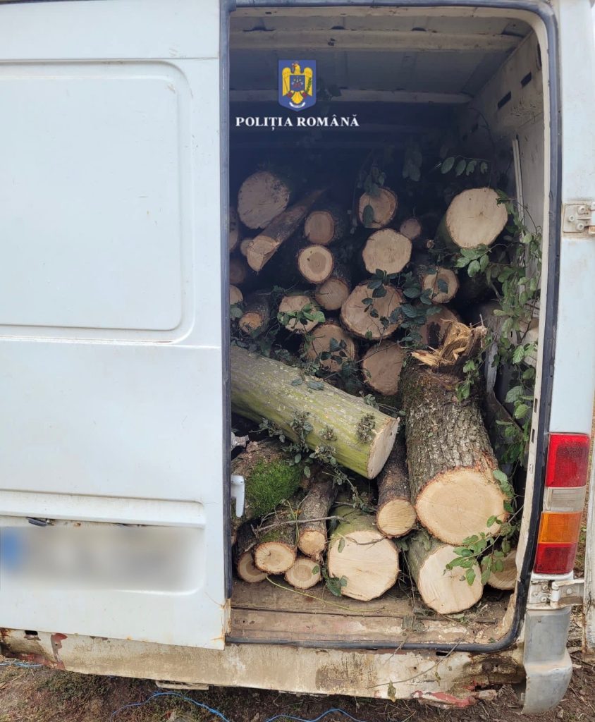 I.P.J. Mureș: Percheziții într-un dosar de tăiere ilegală de arbori și&nbsp; furt de arbori