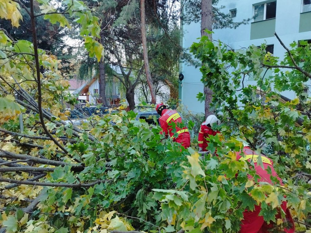 Arbore căzut în municipiul Suceava