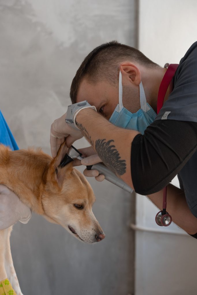 Infracțiune cercetată de polițiștii pentru protecția animalelor