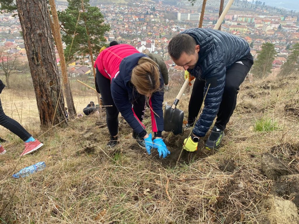 Plantare de puieți în municipiul Mediaș 