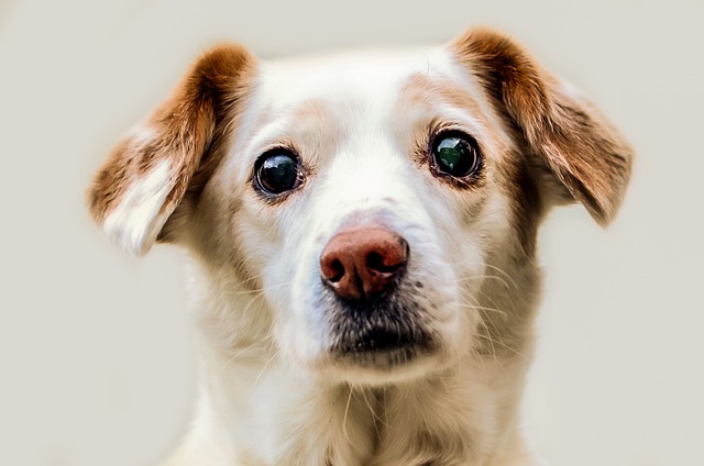 Câinii cu stăpân din Bârlad vor fi sterilizați gratuit de veterinari din Brașov
