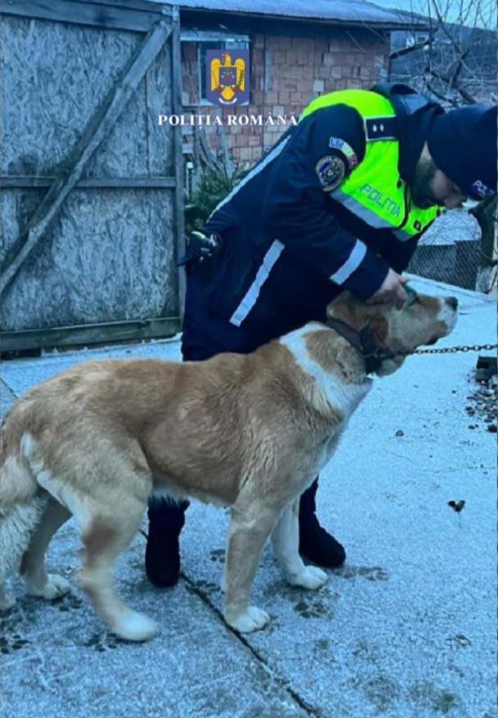 Polițiștii din Mureș au descins la două adrese în urma unor suspiciuni de organizare de lupte între câini și intervenții chirurgicale neautorizate