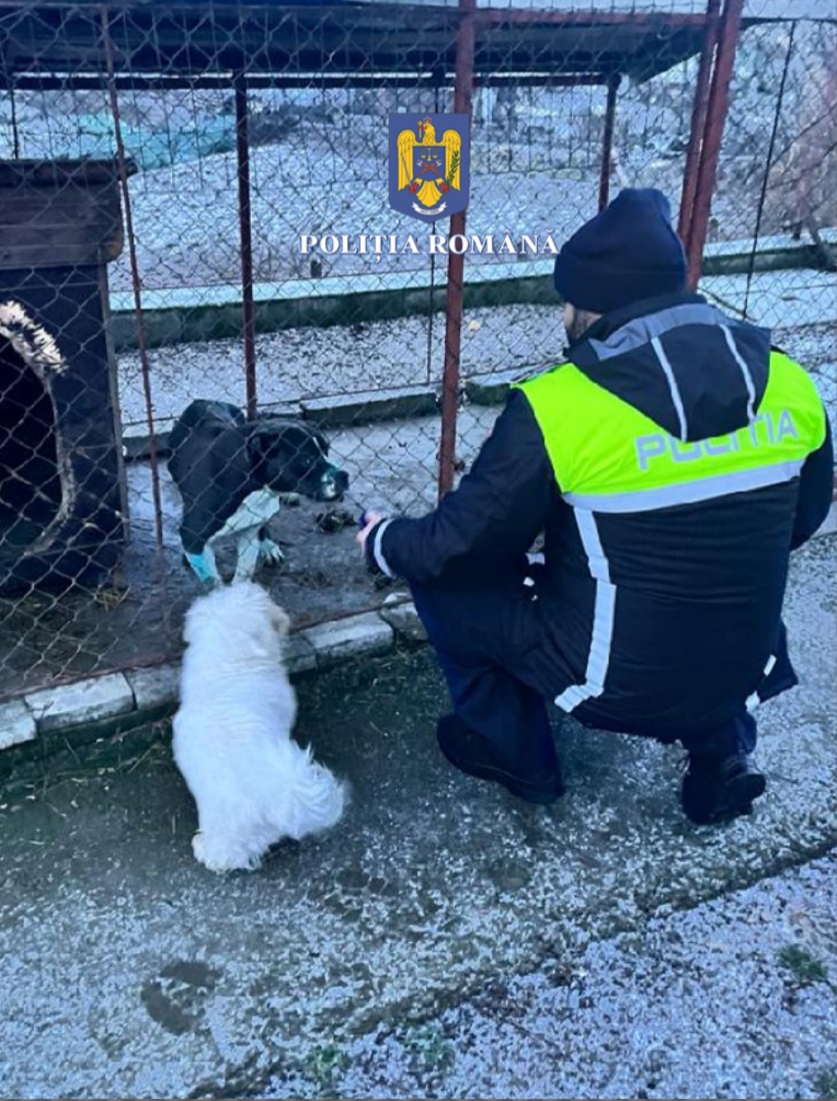 Polițiștii din Mureș au descins la două adrese în urma unor suspiciuni de organizare de lupte între câini și intervenții chirurgicale neautorizate