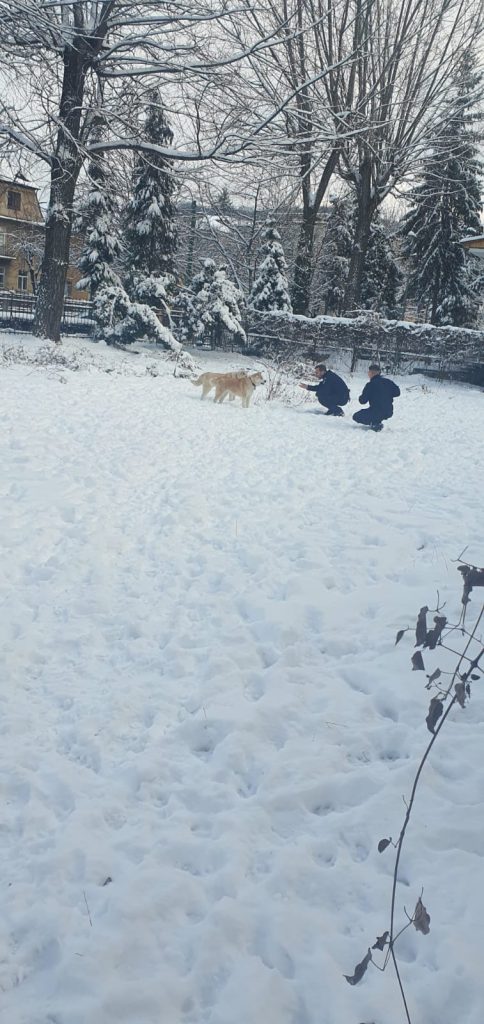 Două Akita Inu și-au regăsit stăpâna, mulțumită jandarmilor Două Akita Inu și-au regăsit stăpâna, mulțumită jandarmilor