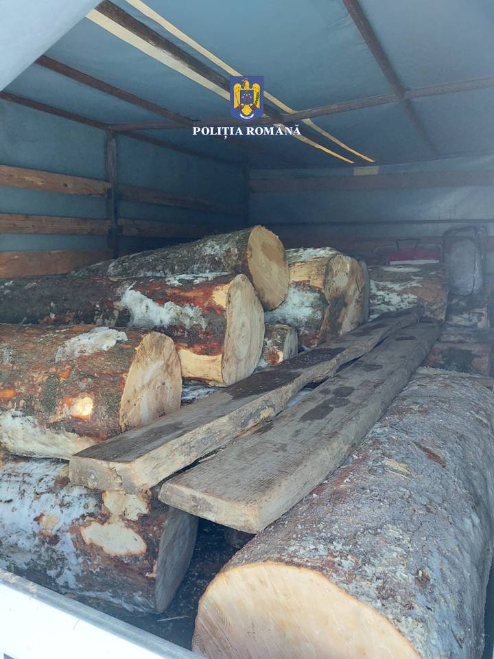 Polițiștii din Marginea au confiscat 2,4 tone de paltin creț