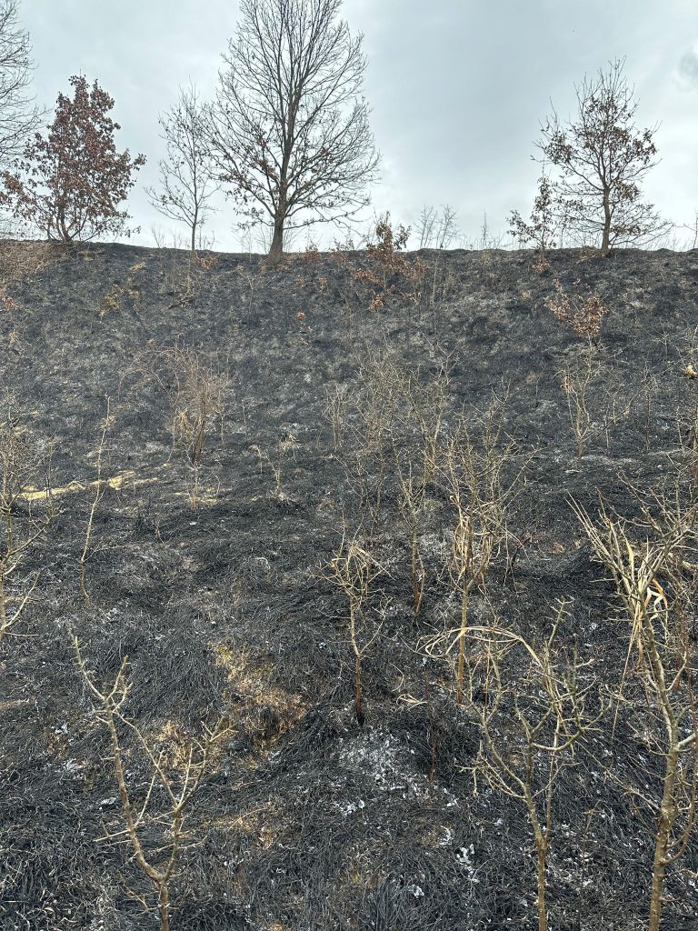 Pompierii mureșeni au intervenit pentru lichidarea unor incendii de vegetație