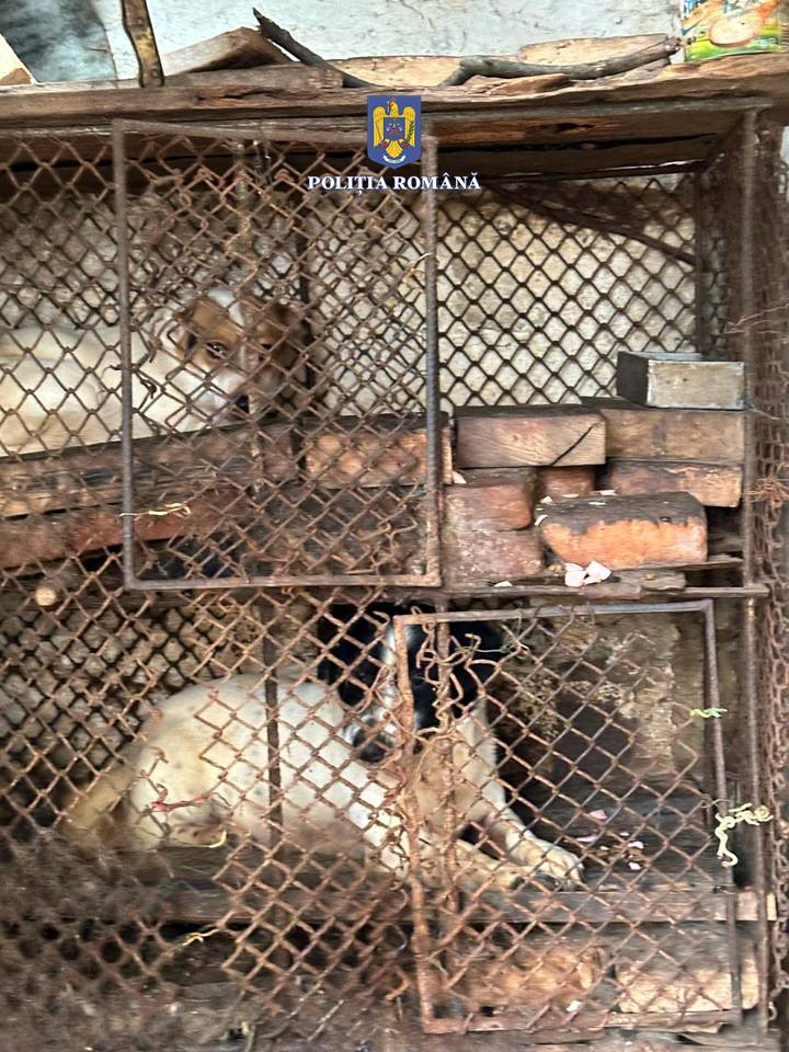 16 animale salvate și ordine de plasare emise de polițiști