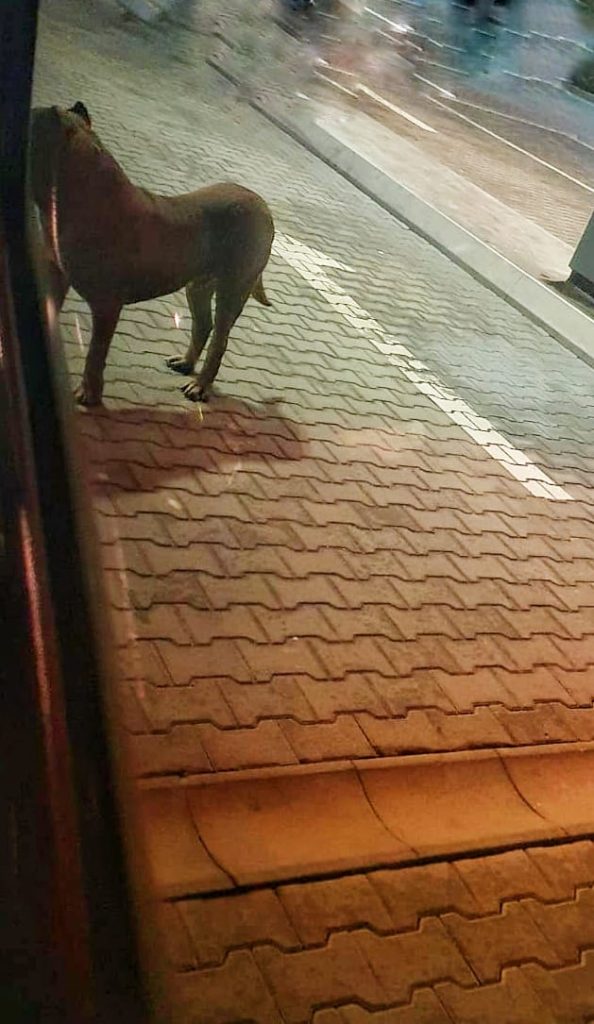 Doi câini agresivi au stârnit panică la o pensiune din Brașov
