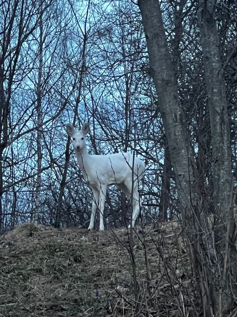 Căprioară albă fotografiată de jandarmii montani