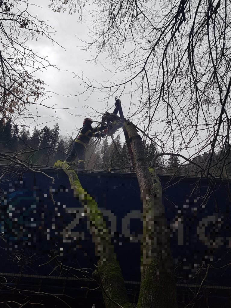 Copac căzut pe o remorcă