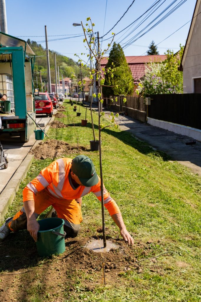 Primăria Mediaș reface zonele verzi din municipiu