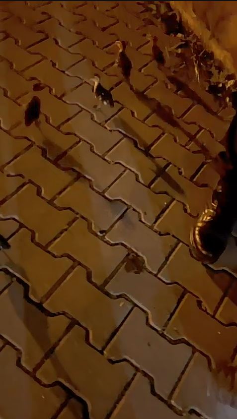 Pompierii din Vaslui au salvat șase rățuște căzute într-un canal 