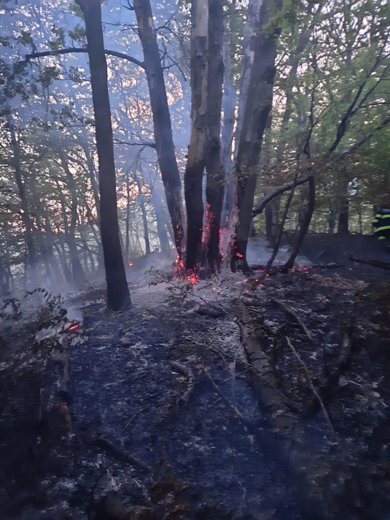 Pompierii intervin pentru stingerea unui incendiu de vegetație uscată în Criș 