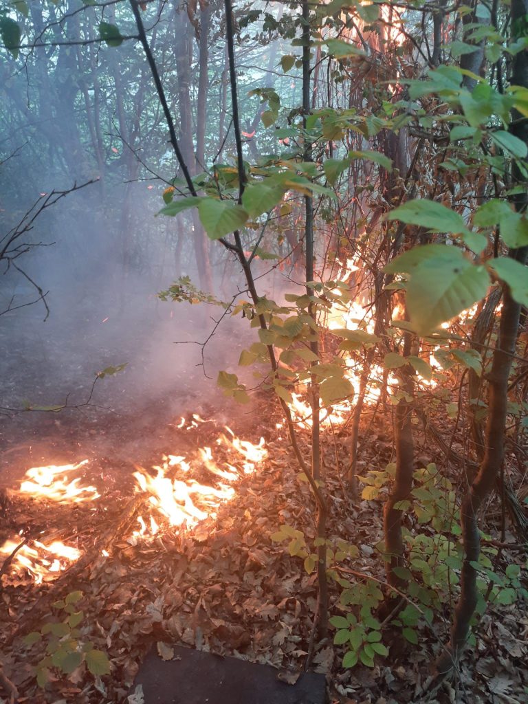 Pompierii intervin pentru stingerea unui incendiu de vegetație uscată în Criș 