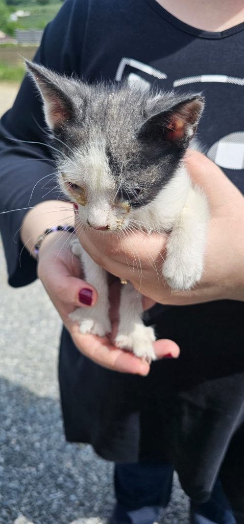 SANCȚIONAT CU AMENDĂ DE 3000 LEI PENTRU ABANDONUL UNOR ANIMALE