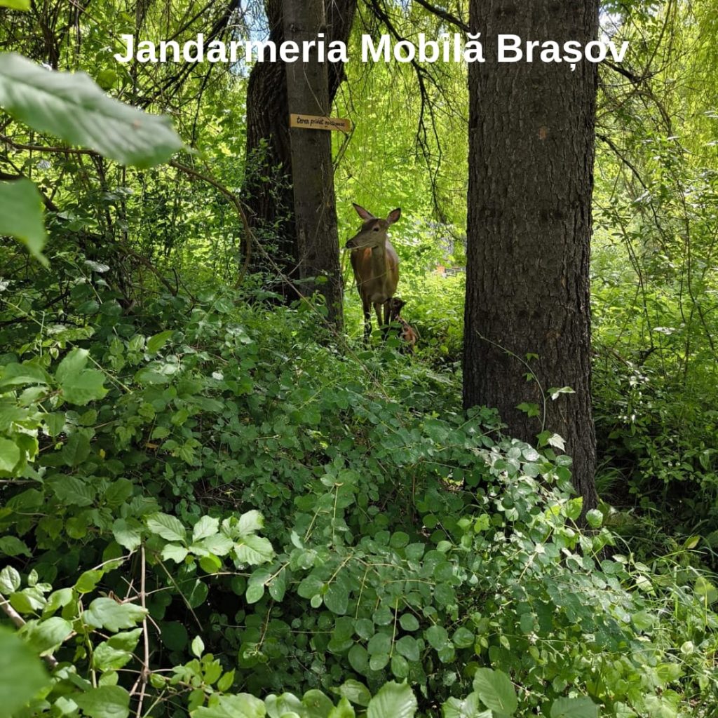 Bambi: O poveste cu final fericit datorită jandarmilor brașoveni