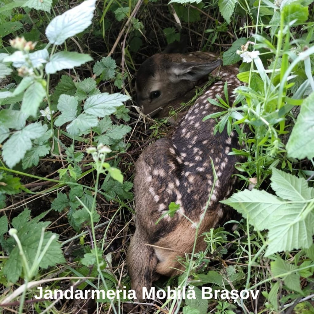 Bambi: O poveste cu final fericit datorită jandarmilor brașoveni