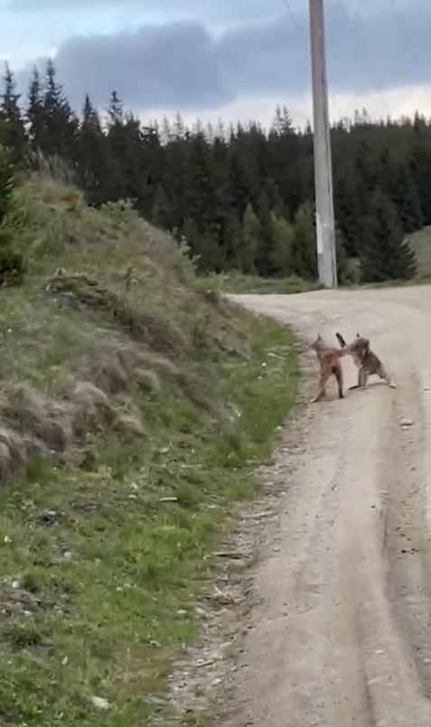 Râsul, prădătorul discret, surprins în imagini inedite în Suceava